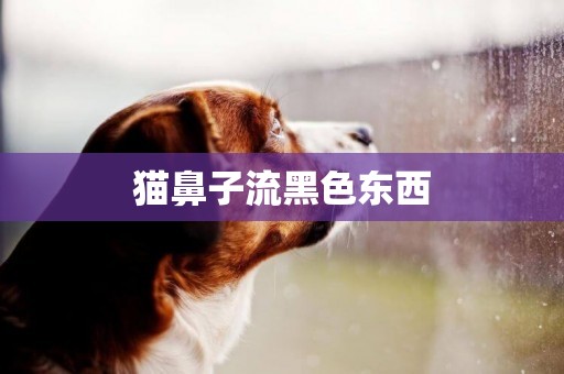 猫鼻子流黑色东西